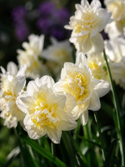 Narcissus "Easter Born"