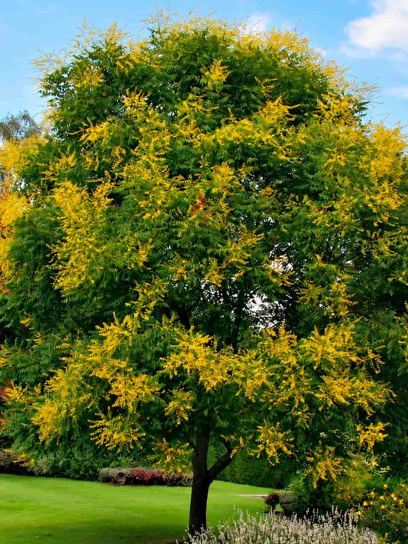 Golden Rain Tree "Paniculata" container (C4)