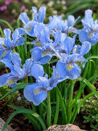 Íris siberiana "Dear Delight"