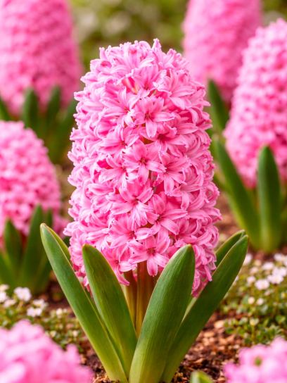 Hyacinthus "Pink Pearl"