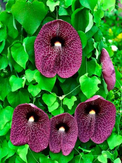 Dutchman's Pipe "Macrophylla" container (C3)