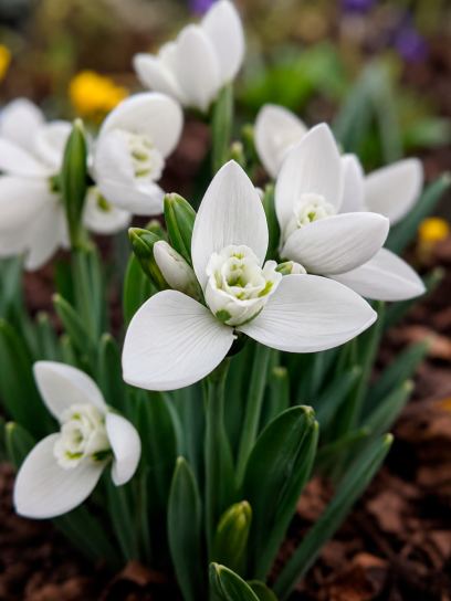 Galanthus elwesii "Polar Bear"
