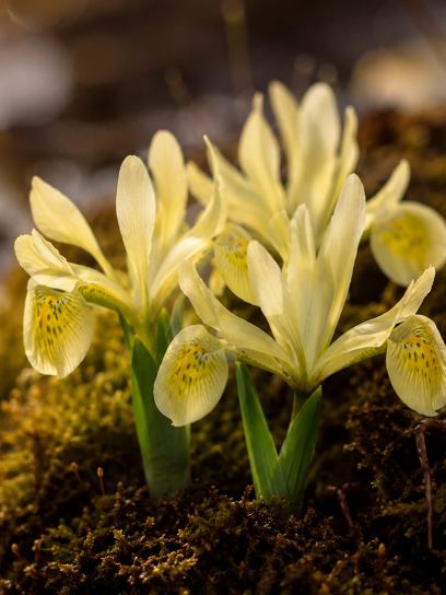 Iris "Katharines Gold"