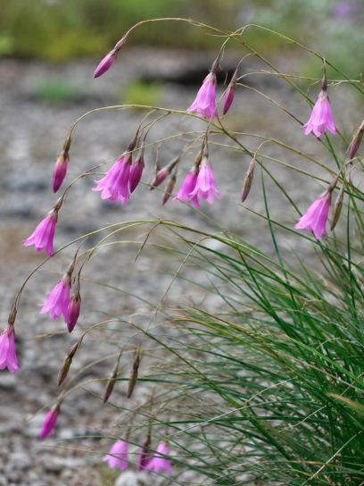 Dierama pendulum