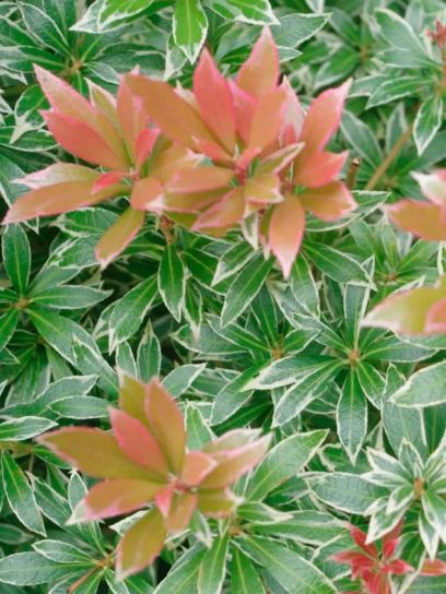 Pieris "Little Heath" container (C2.3)
