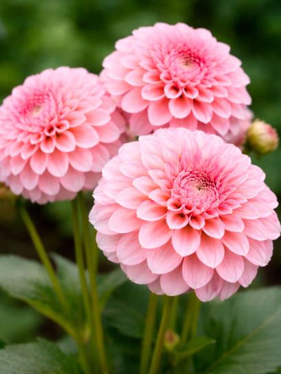 Dahlia "Peaches and Cream"