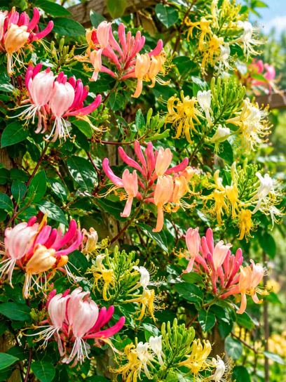 Honeysuckle Flower Garden Collection – 3 Plants
