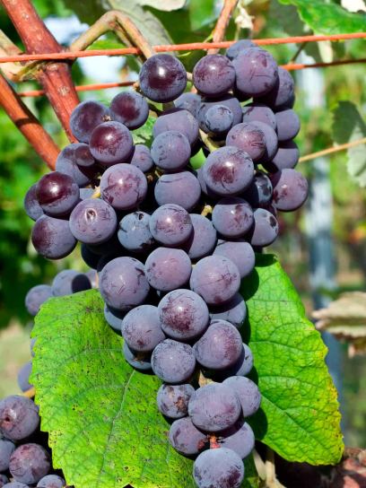 Grape "Muscat New York" container (C3)