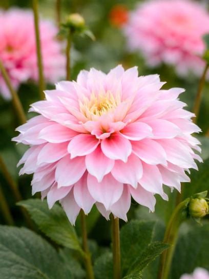 Dahlia "Pink Impact"