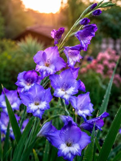 Gladiolus "Nori"