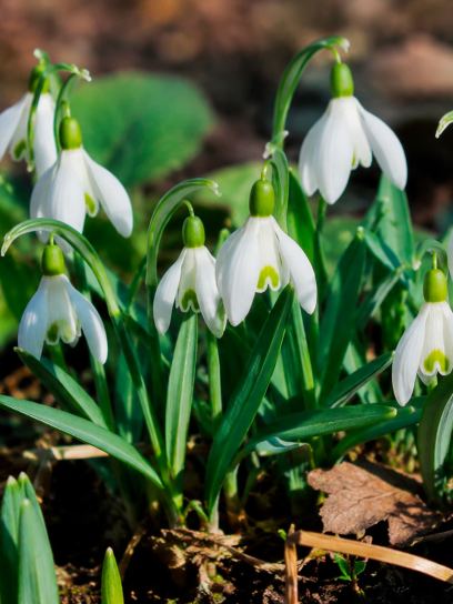 Galanthus nivalis "Viridapice" -in the green-