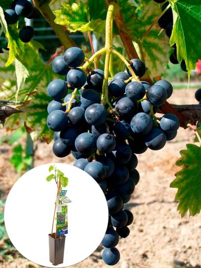 Raisin "Muscat Blue" conteneur (P11)