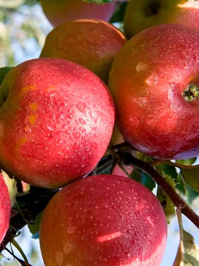Malus domestica "Jonagold" container (P23)