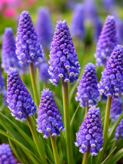 Muscari "Joyce Spirit"