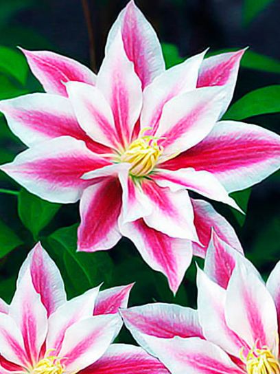 Clematis "Andromeda" container (P14)