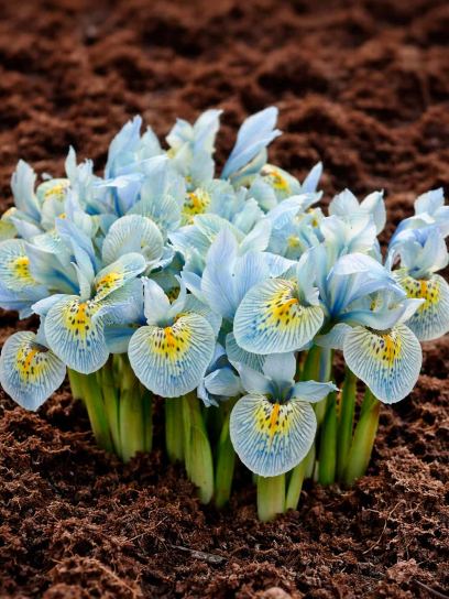 Iris "Katharine Hodgkin"