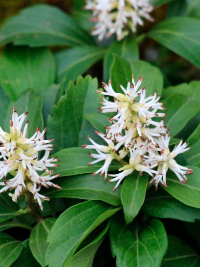 Japanese Spurge "Compacta" container (P0.5)