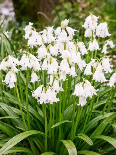 Hyacinthoides hispanica "Alba Maxima"