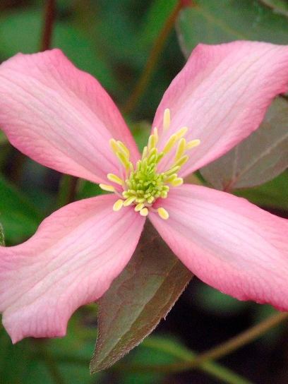 Clematis "Warwickshire Rose" container (C2)