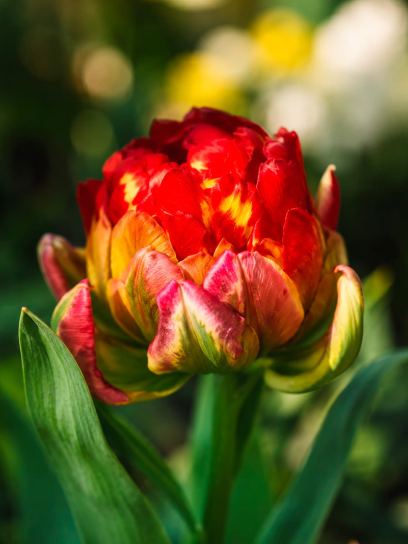 Tulipa "Ice Cream Sorbet"