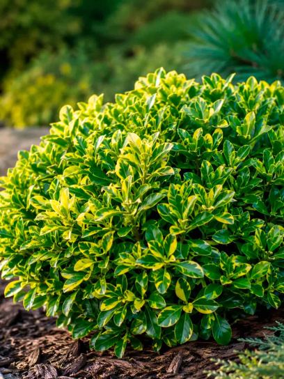 Euonymus japonicus