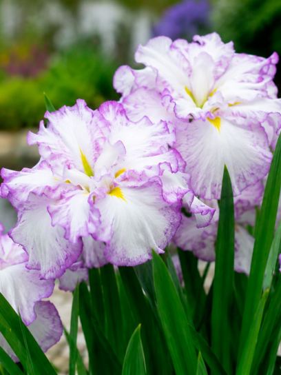 Iris "Dinner Plate Tiramisu"