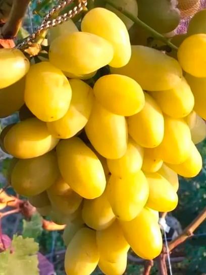 Grape "Banana" container (C3)