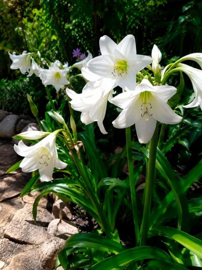 Crinum x powellii "Album"
