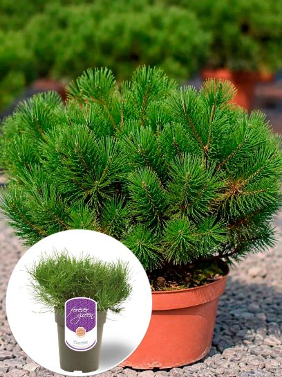 Pinus mugo pumilio pojemnik (P15)