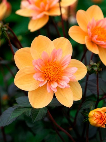 Dahlia "Kelsey Annie Joy"