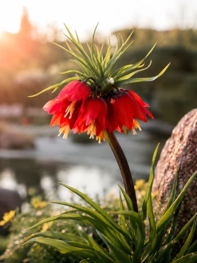 Fritillaria "Red Beauty"