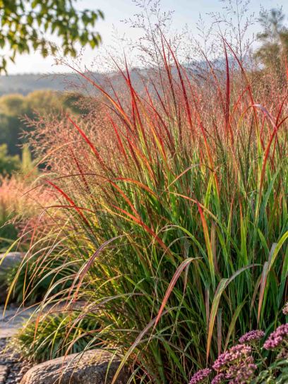 Switchgrass ‘Rehbraun’