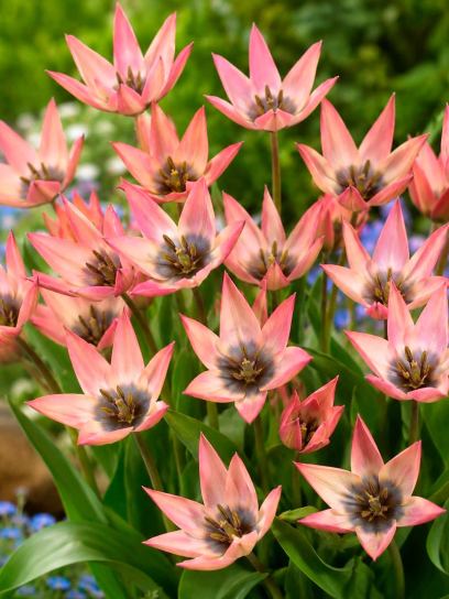 Tulipa "Danique"