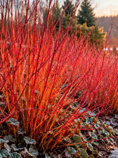 Dogwood ‘Anny`s Winter Orange’ (Common)