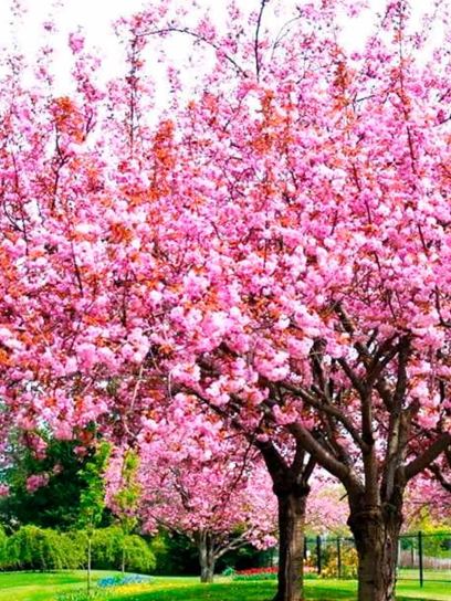 Prunus serrulata "Kanzan" CAC