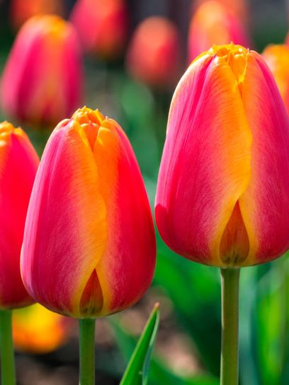Tulipa "Apeldoorn Elite"