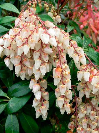 Pieris "Sarabande" container (C2.3)