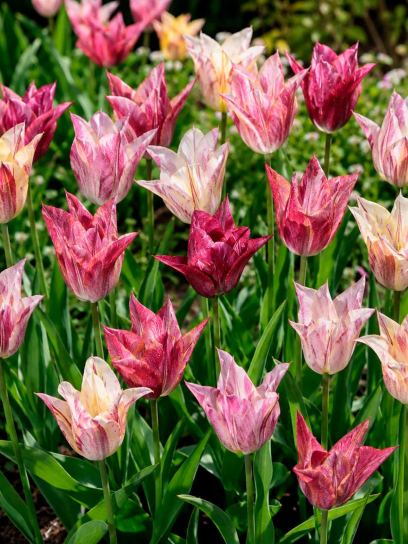 Tulip "Raye"