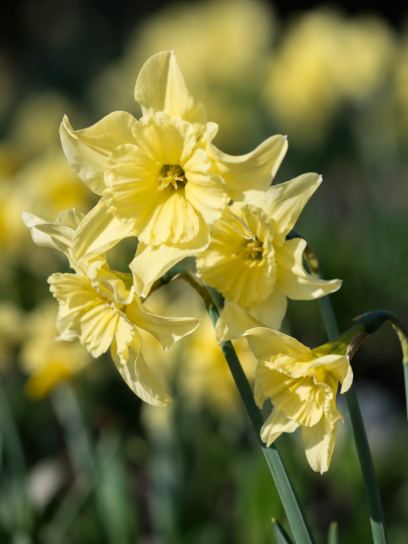 Narcissus "Exotic Mystery"