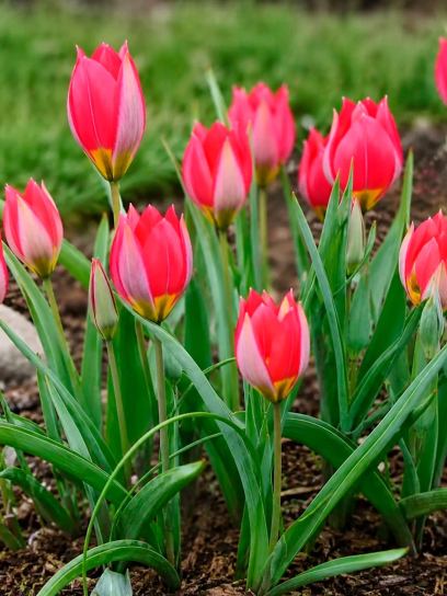 Tulipa humilis "Red Beauty"