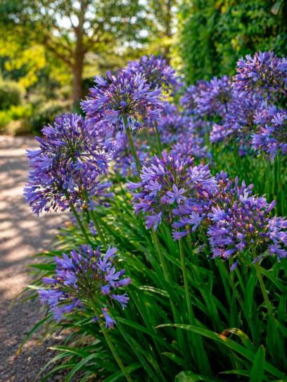 Agapanthus "Navy Blue"
