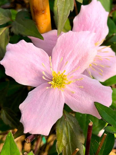 Clematis "Rubens" container (C2)