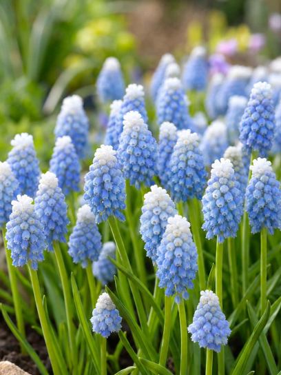 Muscari aucheri "Ocean Magic"