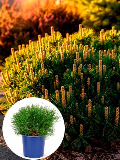 Pinus mugo mughus container (P15)