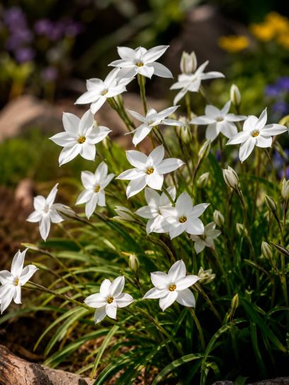 Ipheion uniflorum "Alberto Castillo"