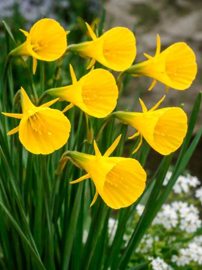 Narcissus bulbocodium -mix-