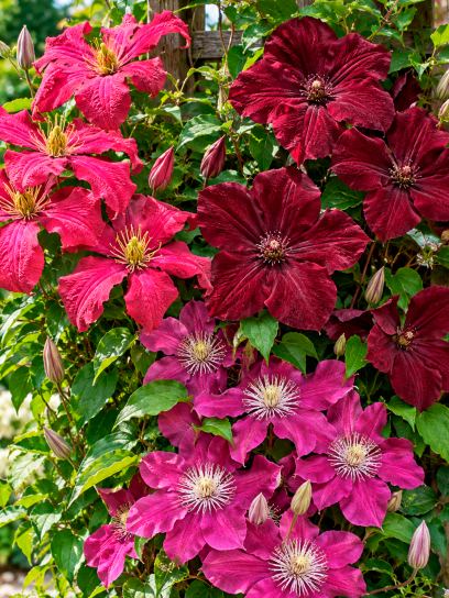 Clematis Red & Burgundy Collection – 3 Plants