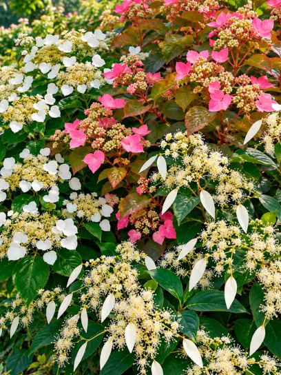 Hydrangea Vine Garden Collection – 3 Plants