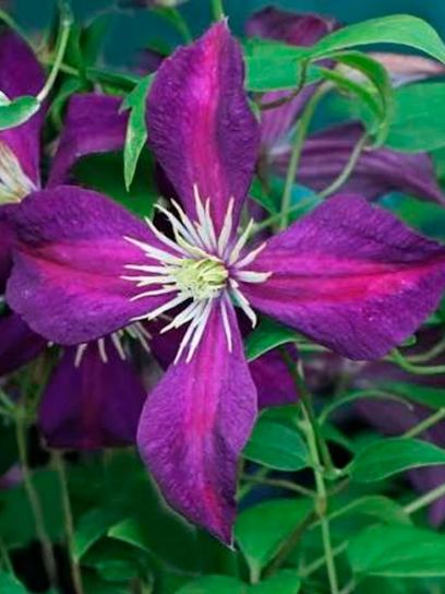 Clematis "Mikelite" container (C2)