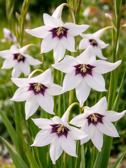 Gladiolus callianthus "Murielae"